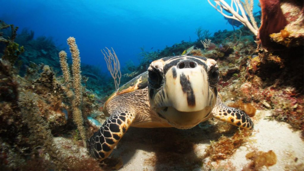 Best family activities in the Riviera Maya: fun for all ages