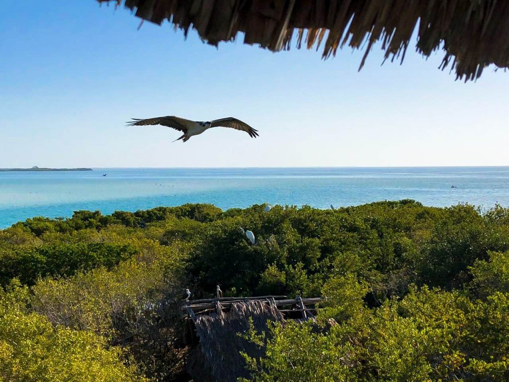 Tour Holbox