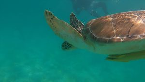 Tour Tulum- Tulum Ruins & Turtle Swim