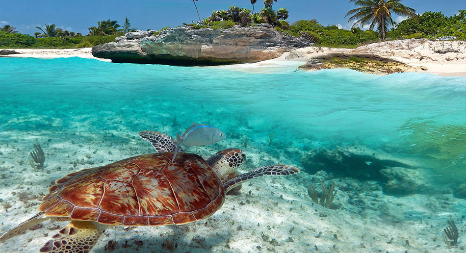 Tulum Turtles